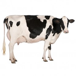 Holstein cow